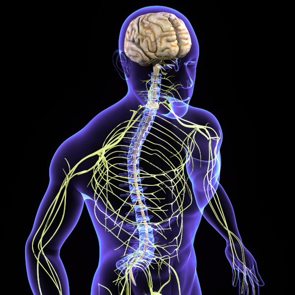 central-nervous-system